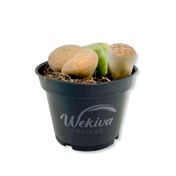 Living Stone Plant - 1 Live Starter Plant - Lithops - Decorative Exotic Colorful Mini Succulent for Your Container Garden or Terrarium