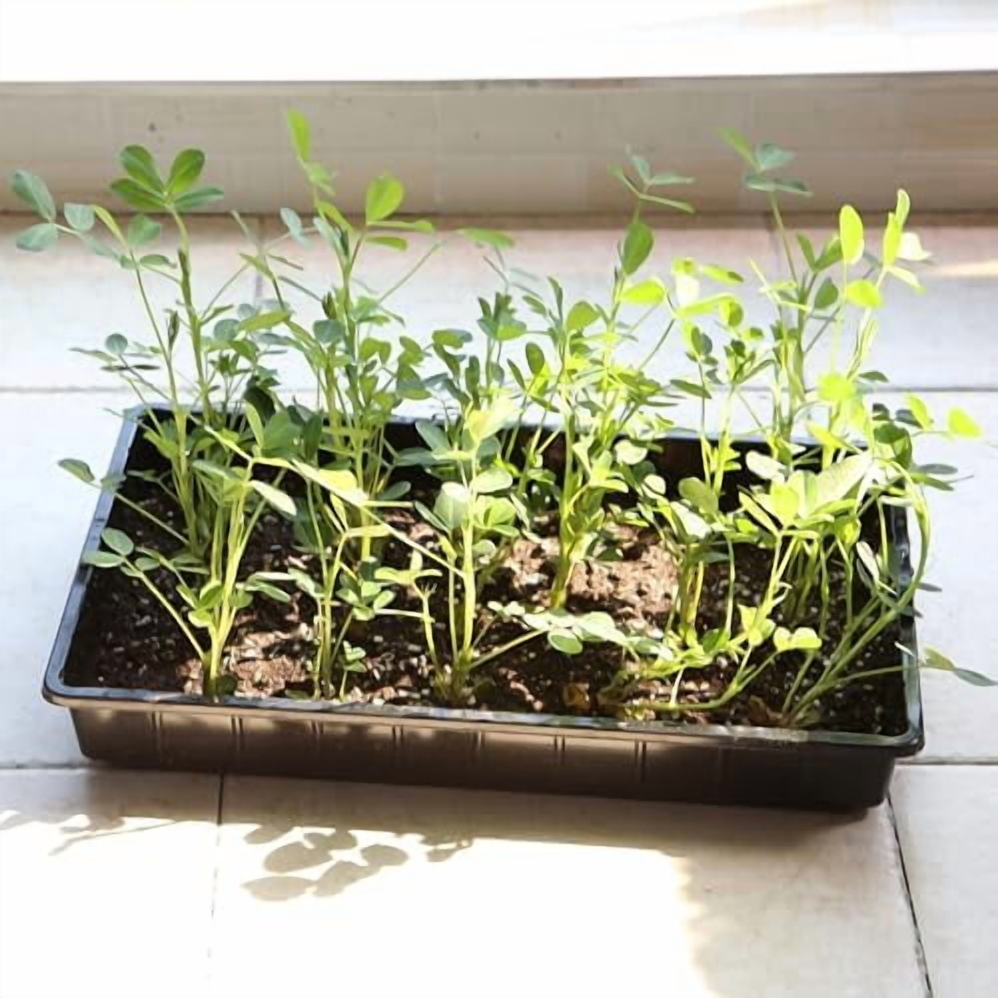 - Plastic Growing Trays, 10 Pack, Black, 17”x10”, Plant Tray, Seed Tray, Seedling Tray, Propagation Tray, Plant Trays for Seedlings, Seedling Starter Trays, Microgreens Growing Trays