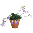 thumbnail image 2 of Piccolo Asian Violet - Primulina - 2.5" Pot - Everblooming House Plant, 2 of 2