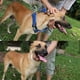 thumbnail image 5 of Apuakthei Collar de perro impermeable, collar de perro ajustable con bloque de color, adecuado para uso diario en entrenamiento, 5 of 5