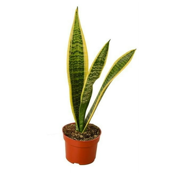 House Plant 6-SNAKE-LAURENTII Laurentii Snake Plant in 6 in. Pot