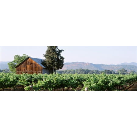 Oakville Napa Valley - Old barn in a vineyard Napa Valley Oakville Napa County California USA Poster Print