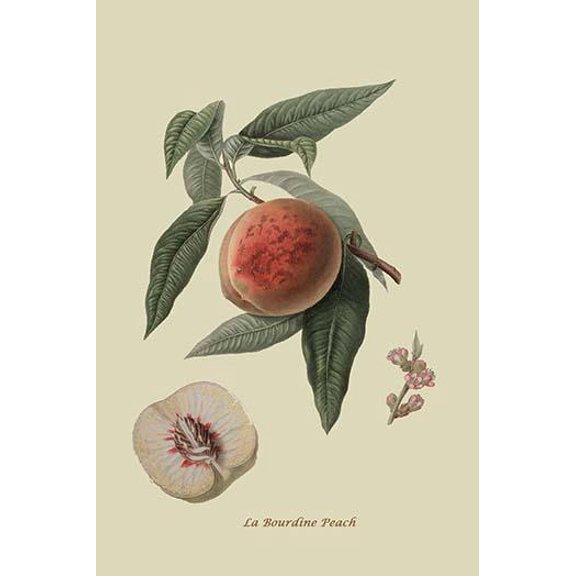 La Bourdine Peach-Fine Art Canvas Print (20" x 30")