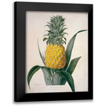 Hooker, William 19x24 Black Modern Framed Museum Art Print Titled - The Queen Pineapple