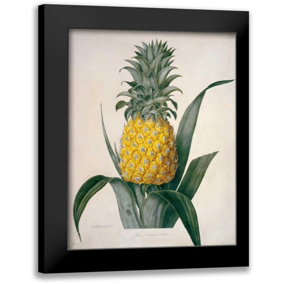 Hooker, William 19x24 Black Modern Framed Museum Art Print Titled - The Queen Pineapple