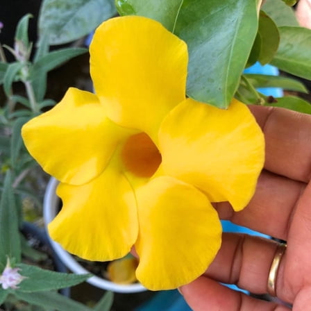 Yellow Mandevilla Plant Live 4-8 Inch Tall, Mandevilla Plants Live with Bright Blooms