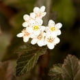 thumbnail image 2 of Brighter Blooms - Sweet Cherry Tea Ninebark Shrub, 2 gal - No Shipping to AK, AZ, HI, 2 of 4