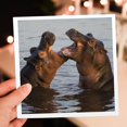 thumbnail image 6 of 3drose, Africa. Tanzania. Hippopotamus, Serengeti National Park., 1 Greeting Card with Envelope, 6 of 6