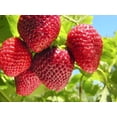 thumbnail image 7 of Vertical Garden Hanging Planter - 7 Hole Felt Bag for Strawberries, Compact Reusable Design, 7 of 7