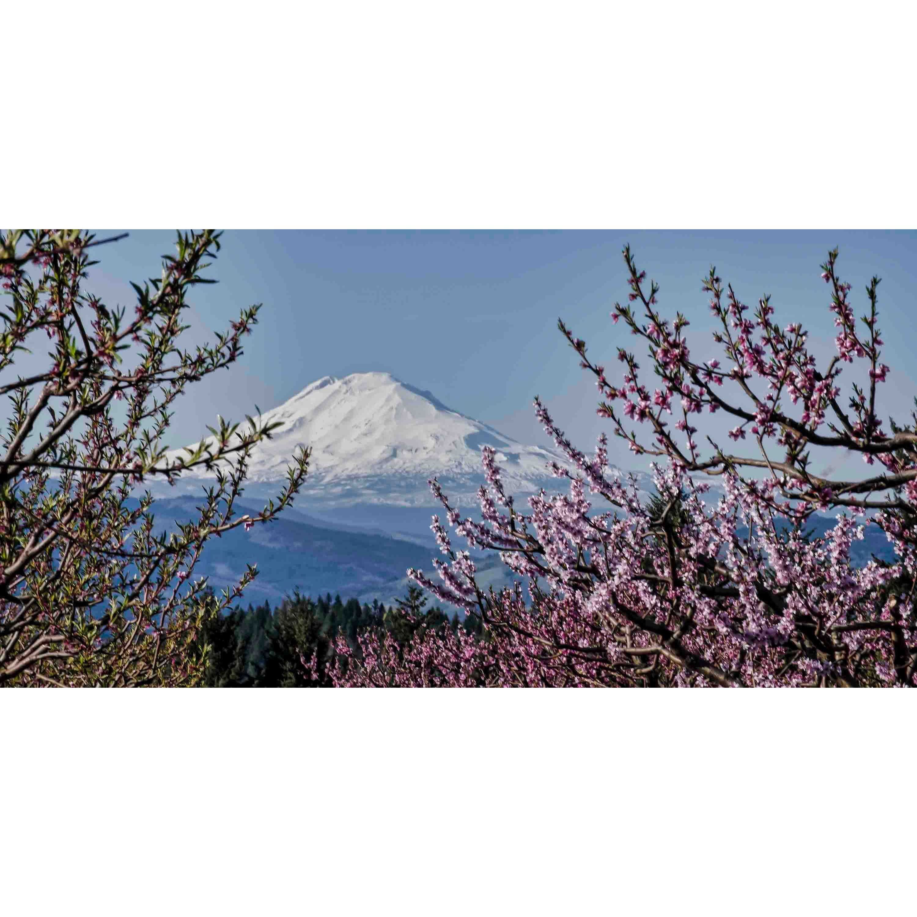 Marmont Hill Inc Marmont Hill - Mt. Adams in Spring Painting Print on Canvas - Multi-color