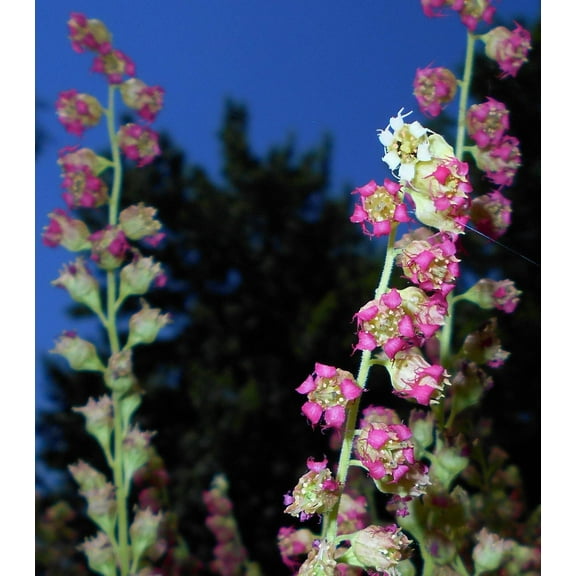 25 FRINGECUP Tellima Grandiflora Odorata Bigflower Fringe Cup Pink Flower Seeds