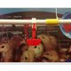 thumbnail image 2 of 10 Unids Pollo Aves De Corral Automático Taza De Riego Aves Paloma Bebedero Comedero Tazón Sunnimix Taza del bebedor de agua para aves de corral, 2 of 8