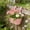 Pink, variant on Balcony Railing Planters, Outdoor Hanging Planter for Fence, Stylish Metal Porch Deck Flower Pot for Herbs & Succulents