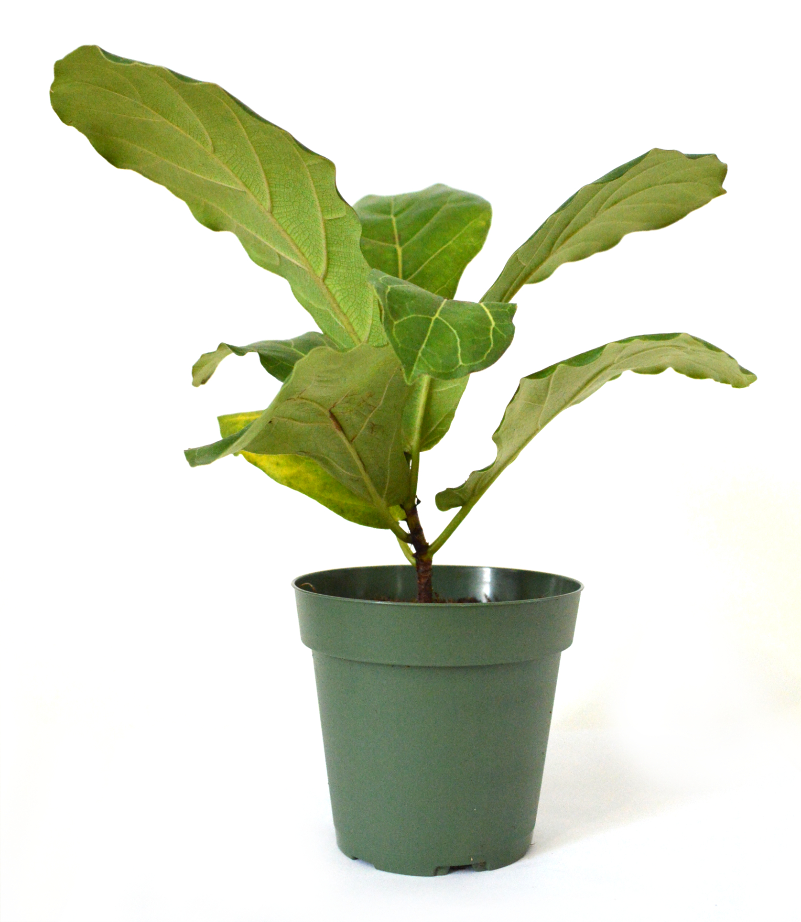 9Greenbox - Fiddle Leafed Fig, Ficus lyrata - 4' Pot