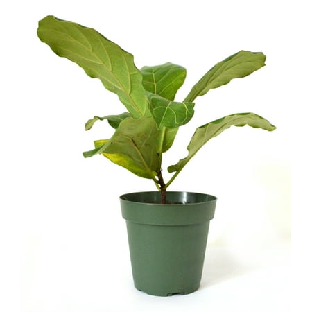 9Greenbox - Fiddle Leafed Fig, Ficus lyrata - 4