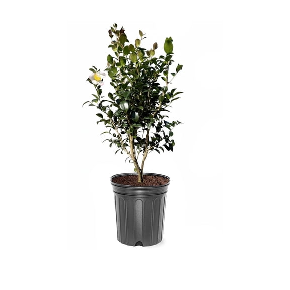 Expert Gardener 1-2 ft. tall Sasanqua 'Setsugekka' Camellia Tree in 3- Gallon Grower Pot