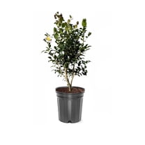 Expert Gardener 1-2 ft. tall Sasanqua 'Setsugekka' Camellia Tree in 3- Gallon Grower Pot