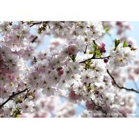 Komar Spring Wall Mural