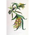 thumbnail image 3 of Withers, Augusta 17x24 Black Modern Framed Museum Art Print Titled - Orchid, Galeandra Baueri, 3 of 5