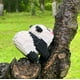 thumbnail image 5 of Bloques de construcción Coplanaire Flower Panda Mini 983 piezas, 5 of 6