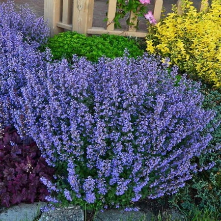 RedCrocus Purrsian Blue' Catmint- Aromatic Gray-Green Foliage, Lavender-Blue Blooms, Pollinator Attractor, Drought-Tolerant, Border & Rock Garden Plant 2 Gallon