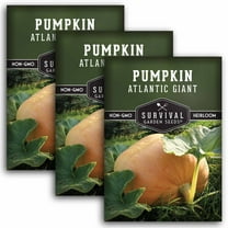 3 Packs Atlantic Giant Pumpkin Seeds - Non-GMO Heirloom Annual Full Sun Vegetable