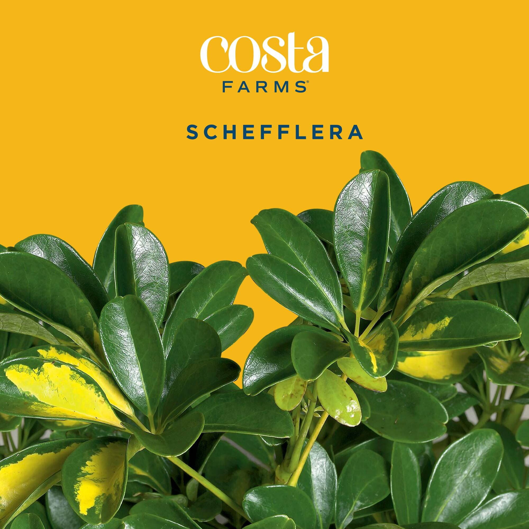 Costa Farms Live Indoor 2ft Schefflera Capella, Grower Pot