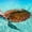 Cancun Beach Turtle, variant on Elephant Stock Sea Turtle In Maui Wall Art - Horizontal Canvas Wall Art - Living Room Wall Decor - Animal Canvas - Teal And Turquoise Decor - 12" x 8"