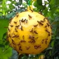 thumbnail image 4 of QARUN 2026 New 10 Pcs Sticky Fruit Fly Trap Ball Adhesive Fly Catching Ball Sticky Glue Fly Gnat Wasp Hornet Mosquito Bugs Flying Insects Trap Ball Traps,Yellow, 4 of 7