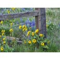 thumbnail image 2 of Eggers, Terry 32x25 Gold Ornate Wood Framed with Double Matting Museum Art Print Titled - USA-Washington State Fence line with spring wildflowers, 2 of 4