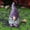 Garden Gnome Under $5 A586, variant on Vacemry Garden Gnome, Resin Garden Gnome Ornament for Yard and Home Decor, Dwarf Figurine for Lawn and Patio, Decorative Statue for Garden and Landscape, Cute Gnome Sculpture for Gift and Collection