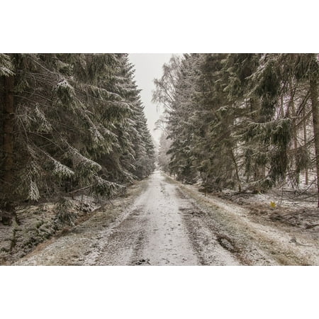Snow White Prints Laminated Poster Snow White Winter Nature Tree Landscape Forest Poster Print 11 x 17 ()