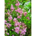 thumbnail image 6 of Seedville 30 Pink Lilac Plant Seeds, Fragrant, 6 of 11