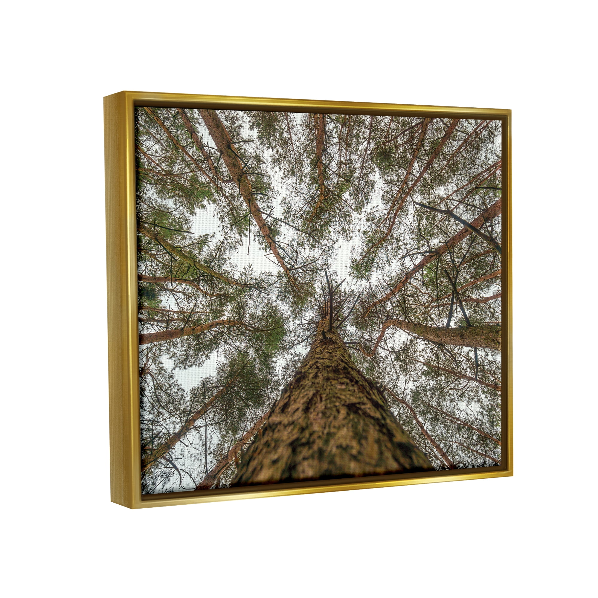 Stupell Looming Tree Branches Overhead Landscape Photography Gold Floater Framed Art Print Wall Art