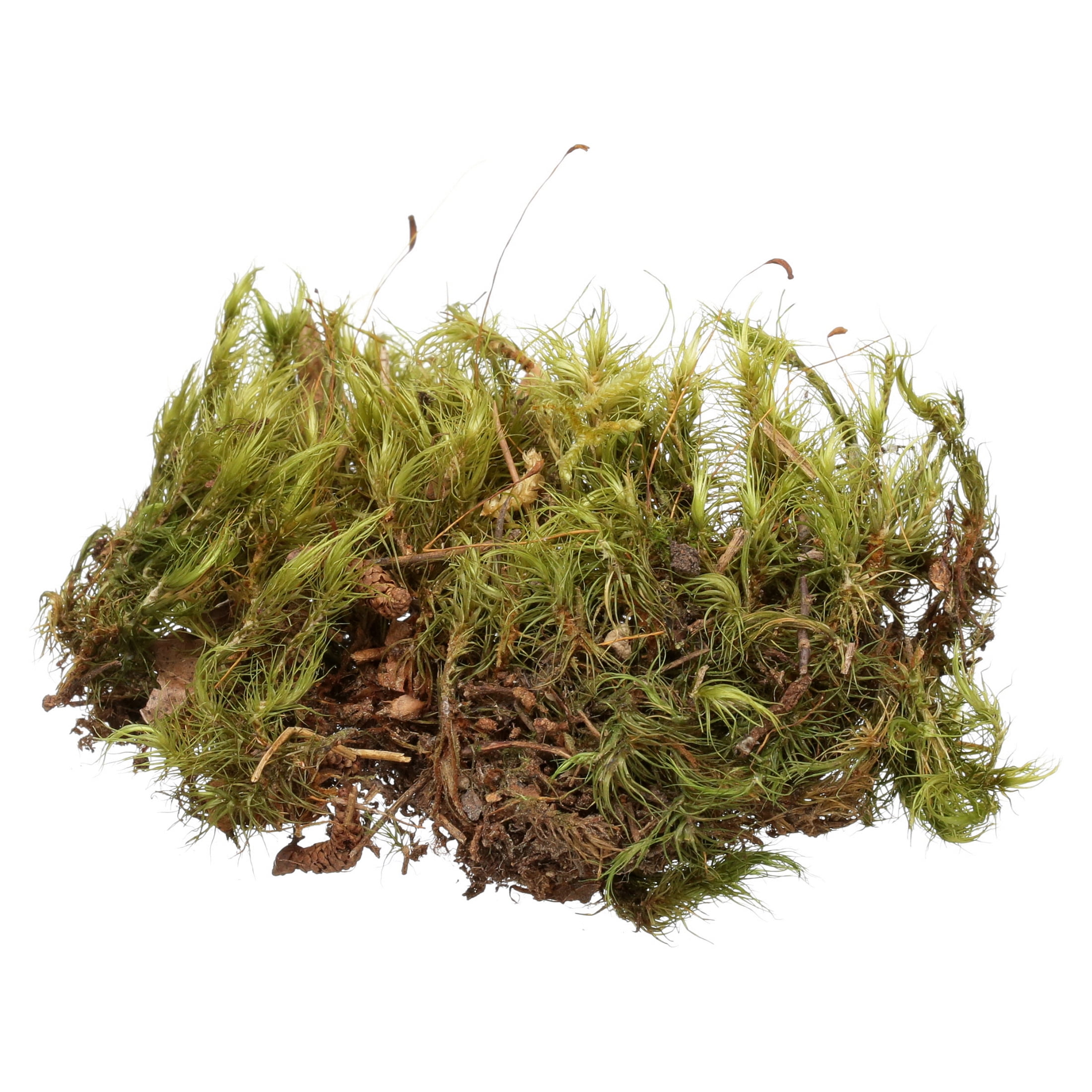 Fluker's Green Reptile Terrarium Moss, 8-Quart