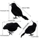 thumbnail image 3 of 6PCS/Set Black Crow Ornament, Plastic Desktop Decoration For Gifts Party Decor, 3 of 7