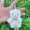 White, variant on Cute Stuffed Animal Brown Bear Plush Animal Keychain, Fashion Accessory Backpack Clips, Kindergarten Gift, Handbag Pendant