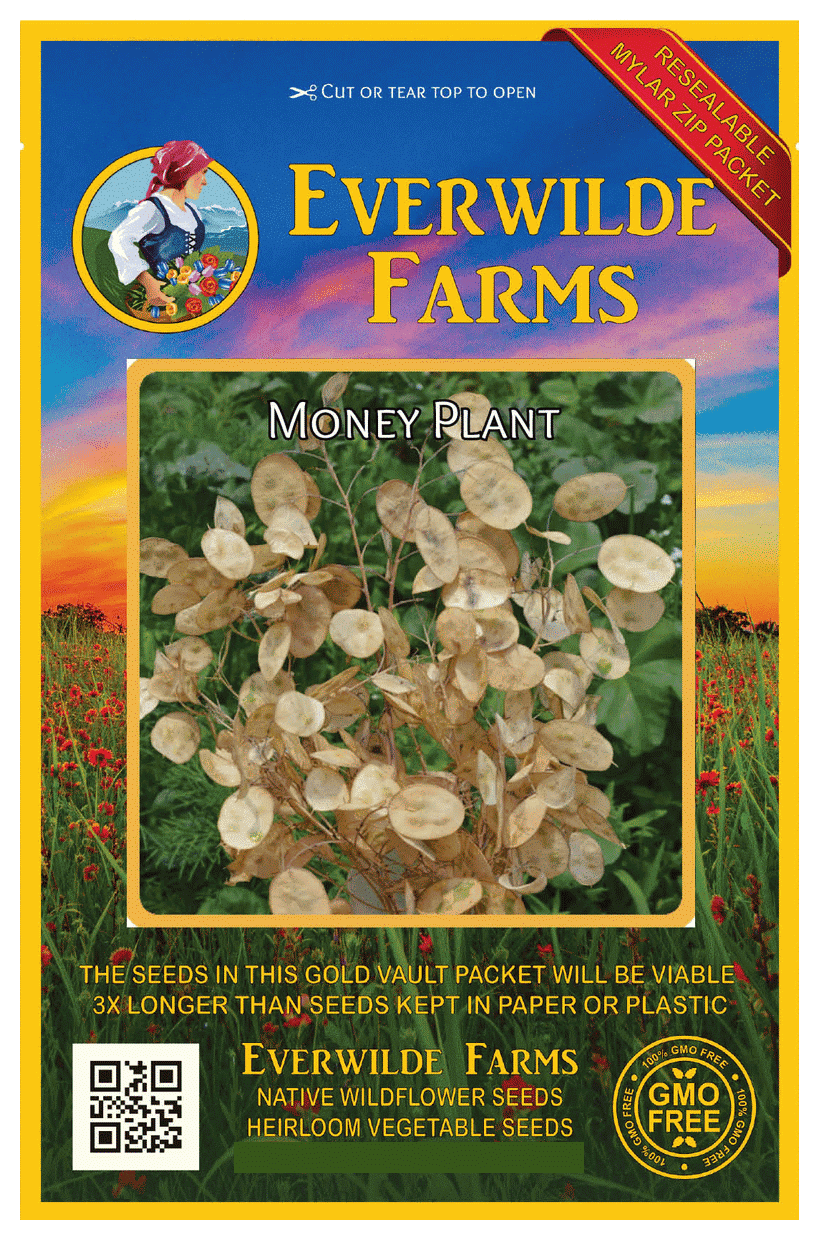 Everwilde Farms - 50 Money Plant Garden Flower Seeds - Gold Vault Jumbo Bulk Seed Packet
