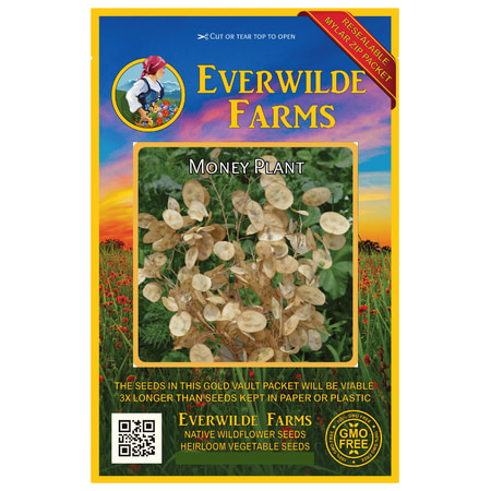 Everwilde Farms - 50 Money Plant Garden Flower Seeds - Gold Vault Jumbo Bulk Seed (Best Flower Seeds To Plant In May)
