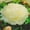 D, variant on Beautiful Rainbow Peonys-Gift Garden-Home Decoration-Bloom Year After Year-(Non-Artificial)-Ornamental-Premium Garden Stakes