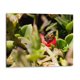 thumbnail image 1 of Cuadro decorativo - Abeja, Rodrigo Zabal 120x90 Canvas Lab Animales, Naturaleza, Animales y naturaleza,, 1 of 2