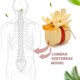 thumbnail image 2 of Lumbar Vertebrae Model Anatomical Spine Lumbar Disc Herniation Anatomy Teaching Tool Lumbar Vertebr, 2 of 5