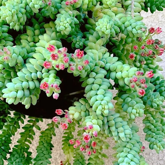 Donkey's Tail Plant Live, Trailing Succulent Plant Live, 4" Pot, Sedum Indoor Outdoor Houseplant