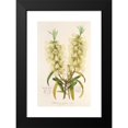 thumbnail image 2 of Charles Antoine Lemaire 11x14 Black Modern Framed Museum Art Print Titled - Callistemon Amonus (1854-1896), 2 of 5