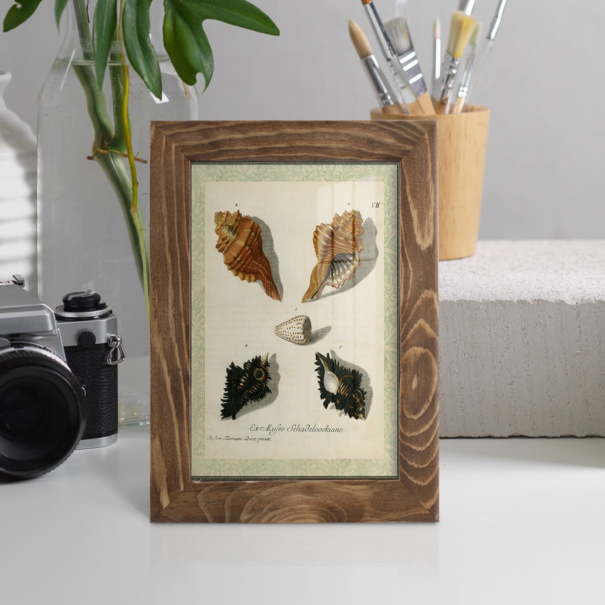 Bookplate Shells I - Framed Print w/glass - Walnut