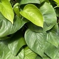 thumbnail image 4 of House Plant 4-POTHOS-GREEN Green Queen Pothos Plant in 4 in. Pot, 4 of 5