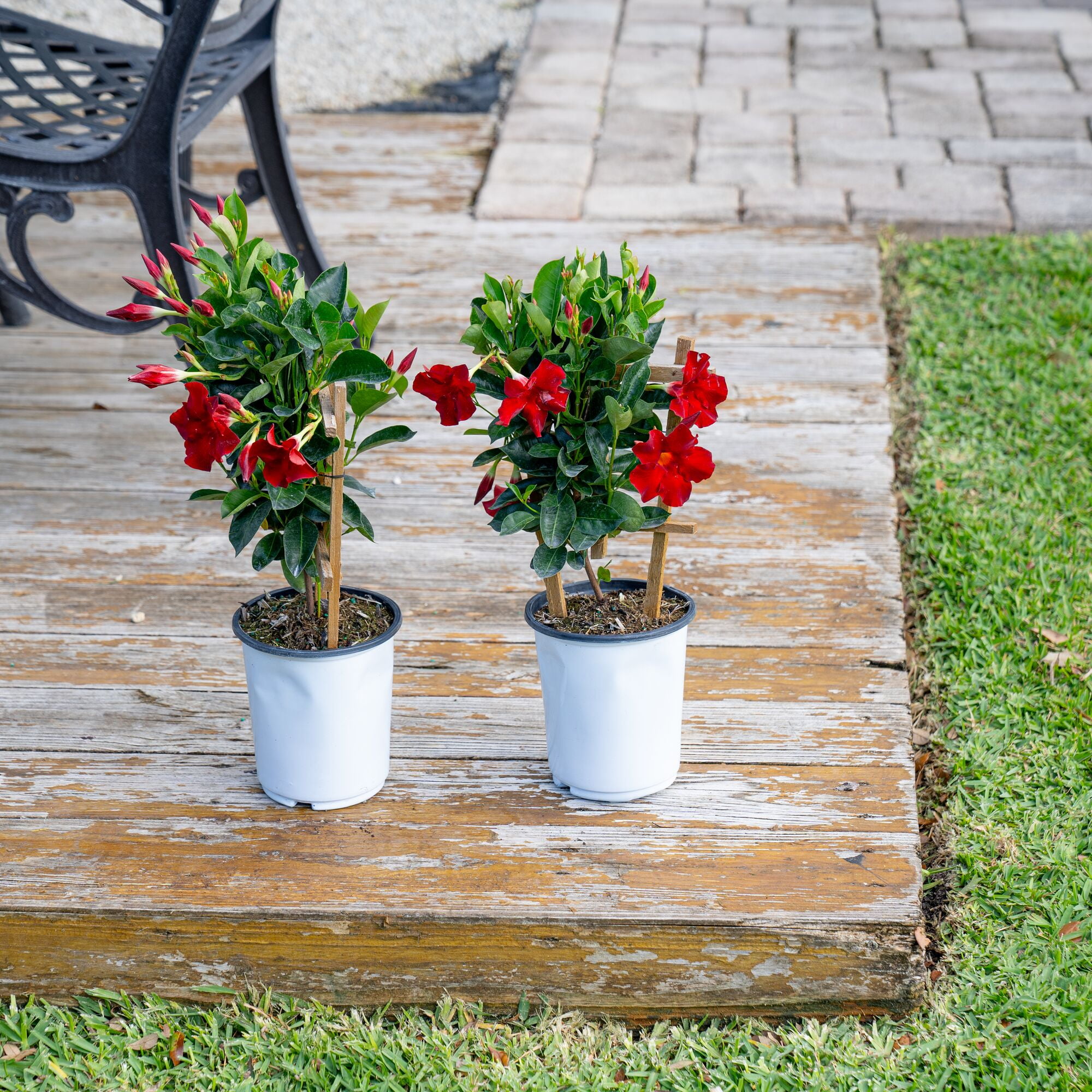 Island Blooms 20" Mandevilla Live Outdoor Plant in 2.5 Qt. Grower Pot (2 Count)