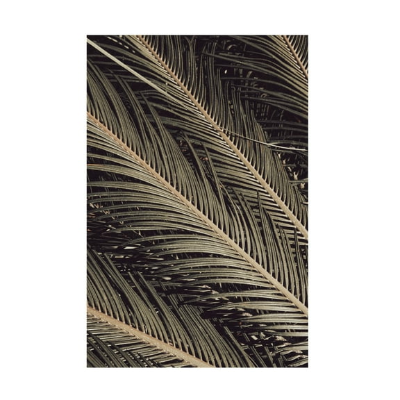 Trademark Fine Art Pictufy Studio Palmblad Canvas Wall Art