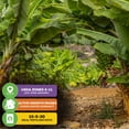 thumbnail image 6 of (2-Pack) Dwarf Cavendish Banana Plant Live Tree - Musa by Wellspring Gardens – Starter Plant for Indoor and Outdoor Ambiance - Compact Size, 6 of 6