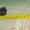 Chartreuse Shad, variant on PowerBait Pre-Rigged Swim Shad Fishing Bait, Chartreuse Shad, 3in | 8cm